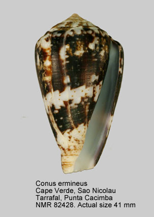 Conus ermineus (2).jpg - Conus ermineusBorn,1778